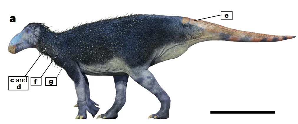 haolong dongi rekonstrukciója