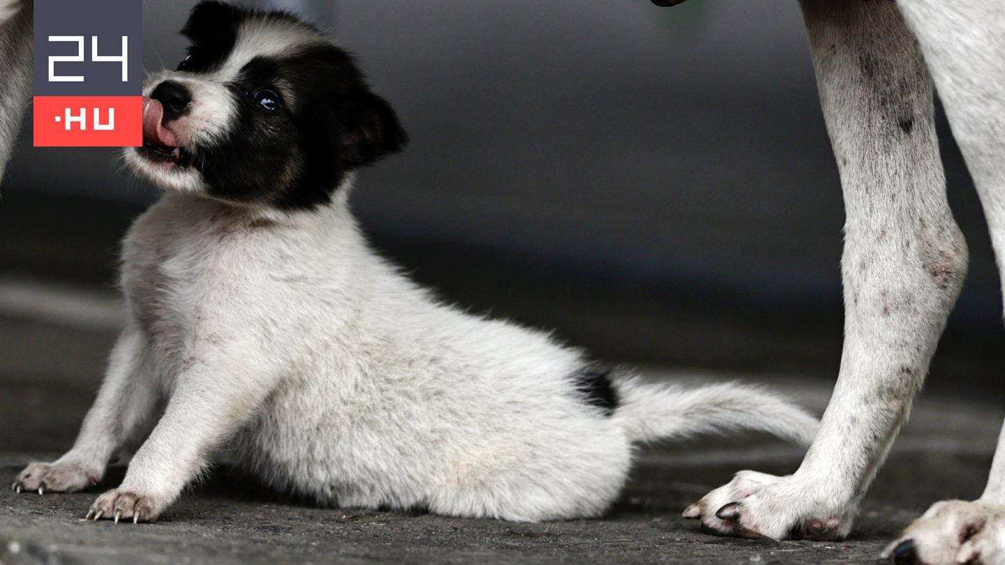 Kölyökkutyákat foglaltak le a pénzügyőrök