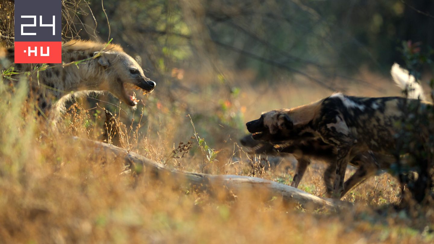 Példátlan sorozat készült Afrika ragadozóiról