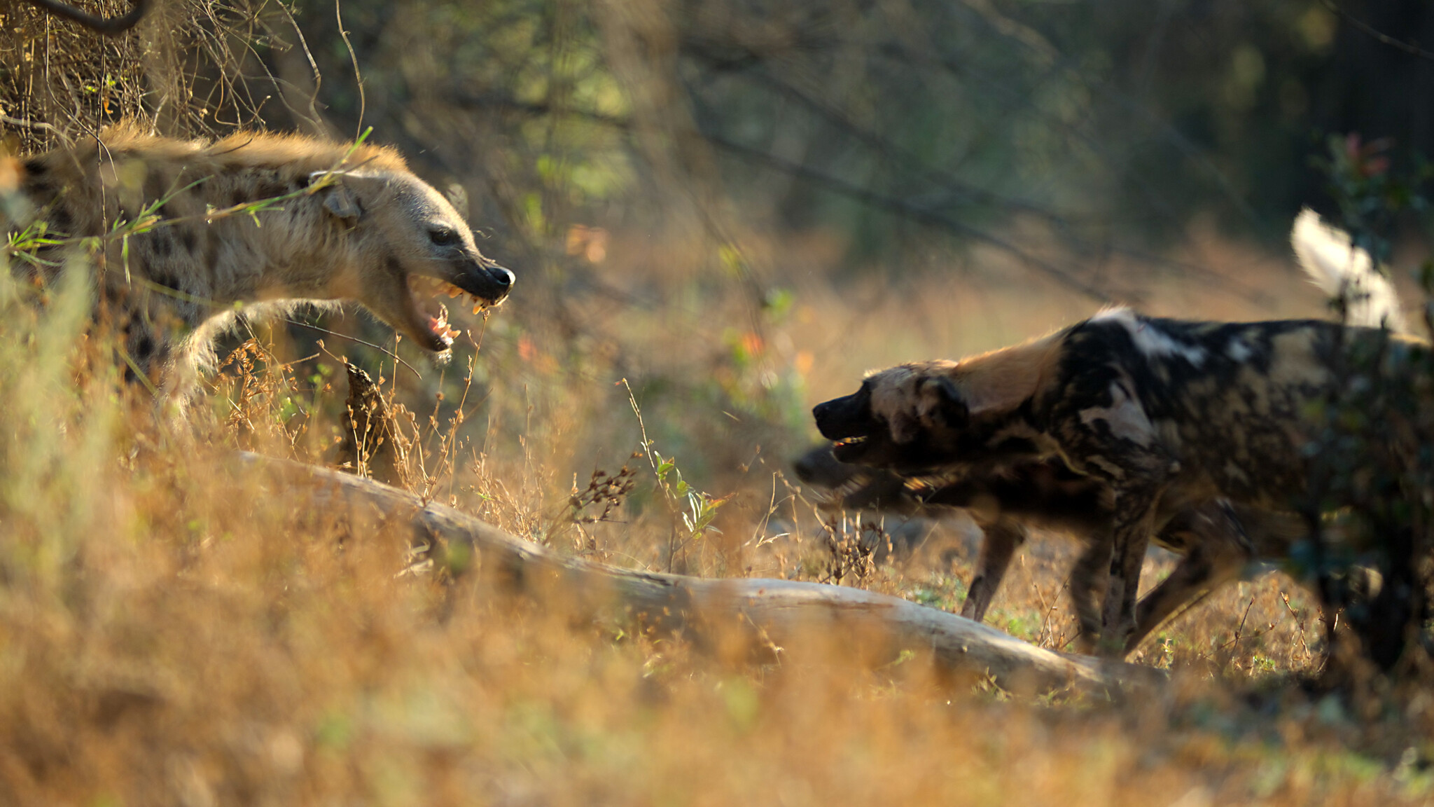 Hiéna és vadkutyák harca.