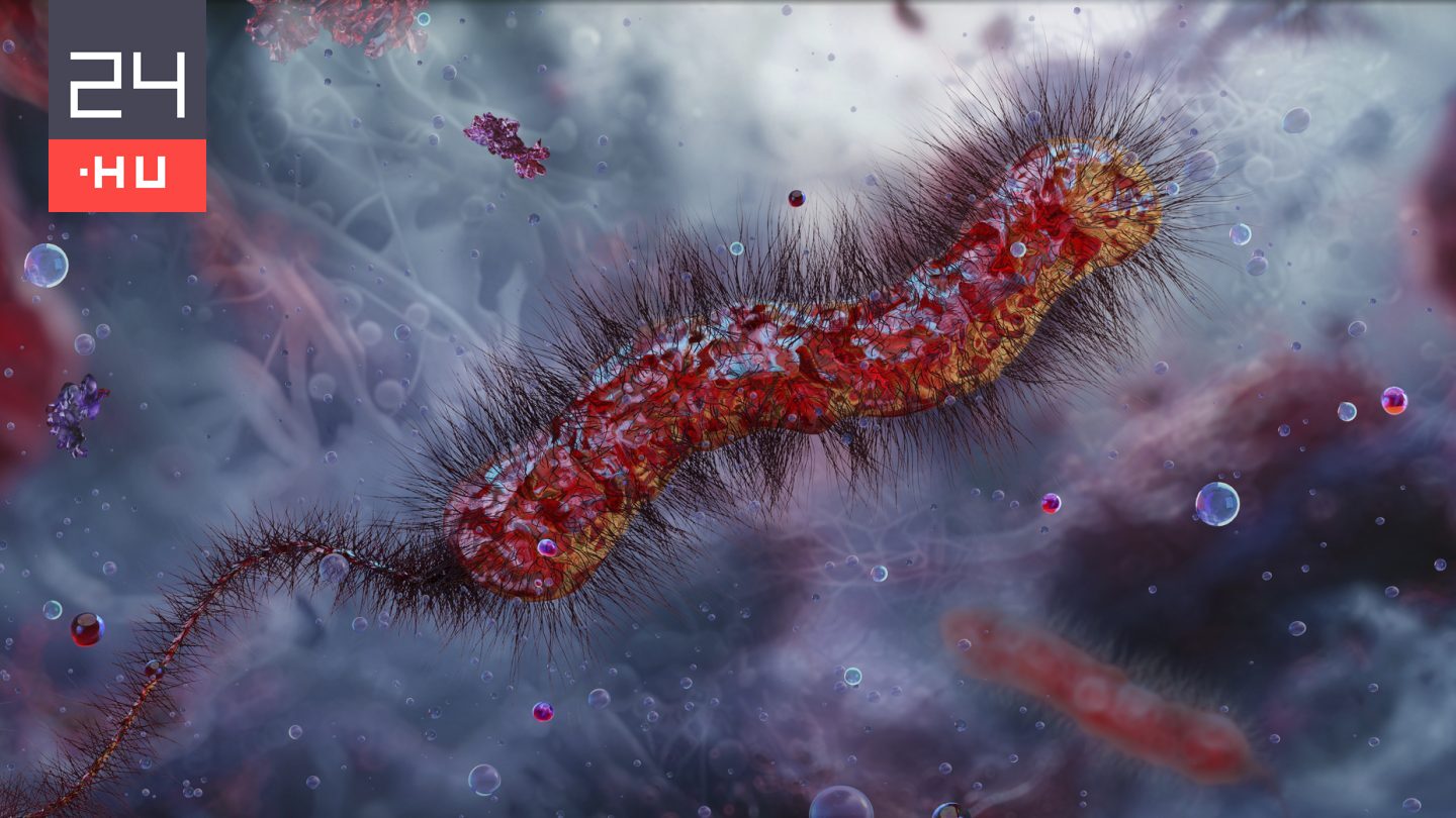 Kolerával küzdenek az orvosok a rák ellen