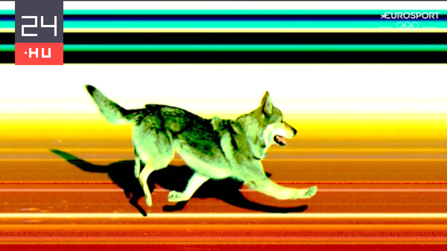 Egy kutya lett az olimpia új sztárja, célfotó is készült róla