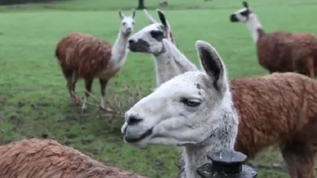 Hős lámák fogták el a farmra besurranó tolvajt