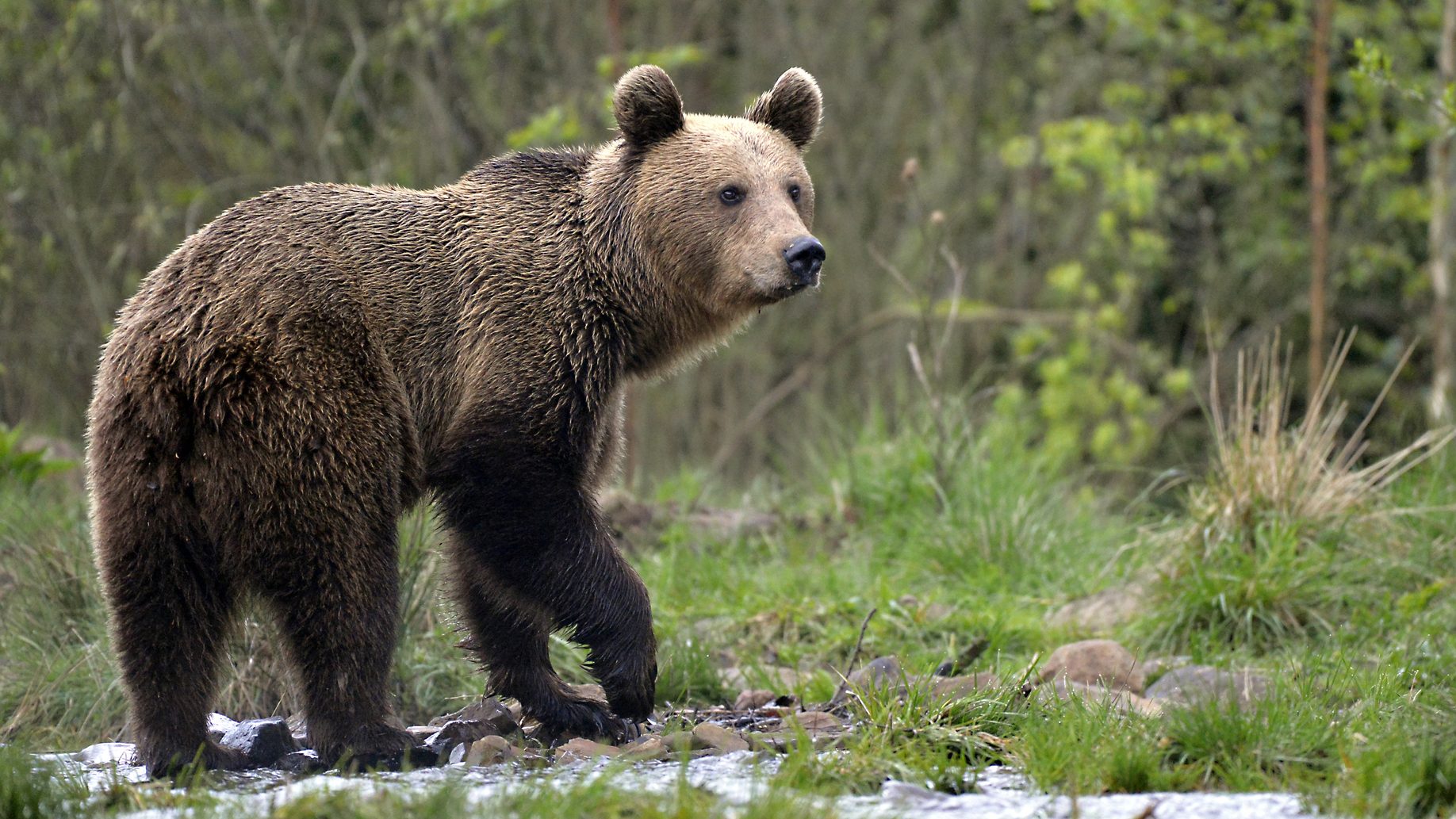 medve torockó magyar tuisták mentés