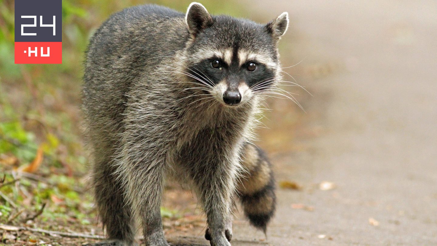 Ezért veszélyesek a Magyarországon terjedő mosómedvék
