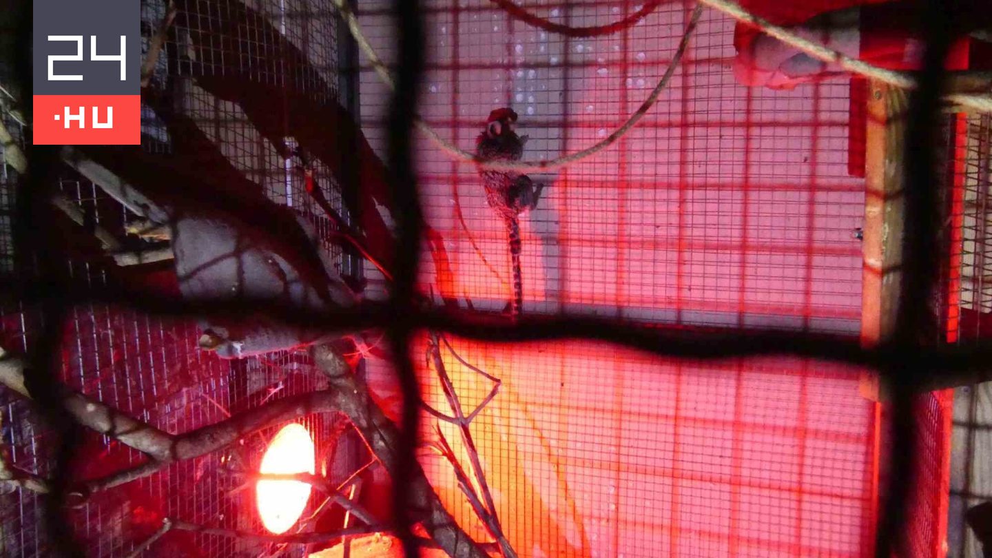 Titkos állatkeretet számoltak fel egy keszthelyi családi háznál