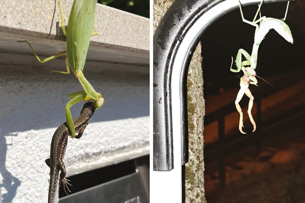 Őshonos gerinceseket fogyasztó ázsiai óriás imádkozó sáskák.