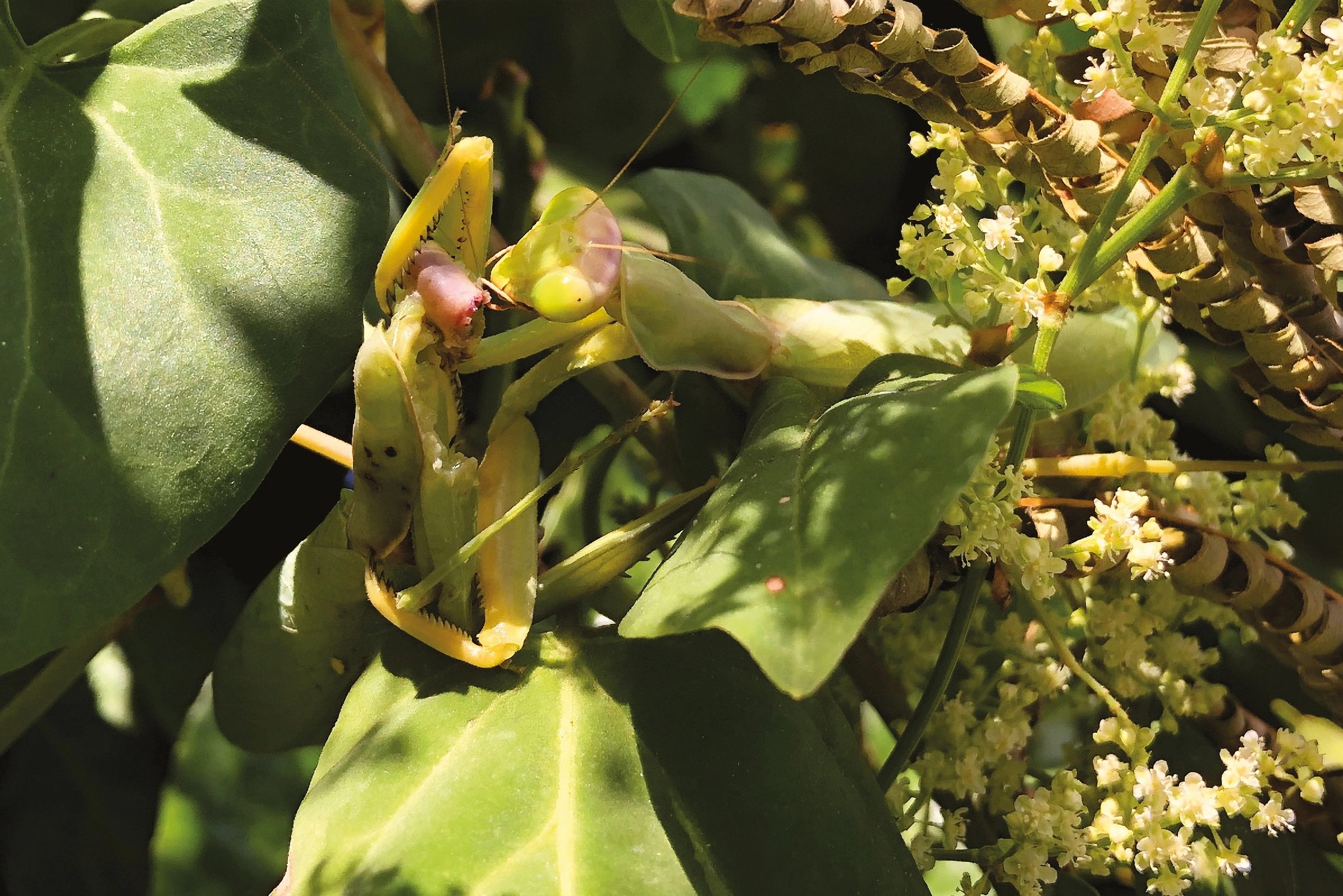 Őshonos rovarfajt fogyasztó ázsiai óriás imádkozó sáska.