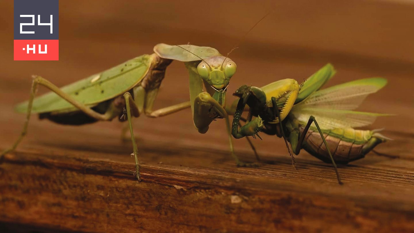 Veszélyes a Magyarországon is terjedő óriás imádkozó sáska