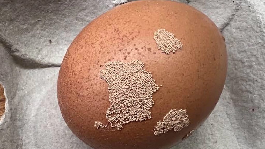 Mik ezek a furcsa, peteszerű képződmények a tojáson?