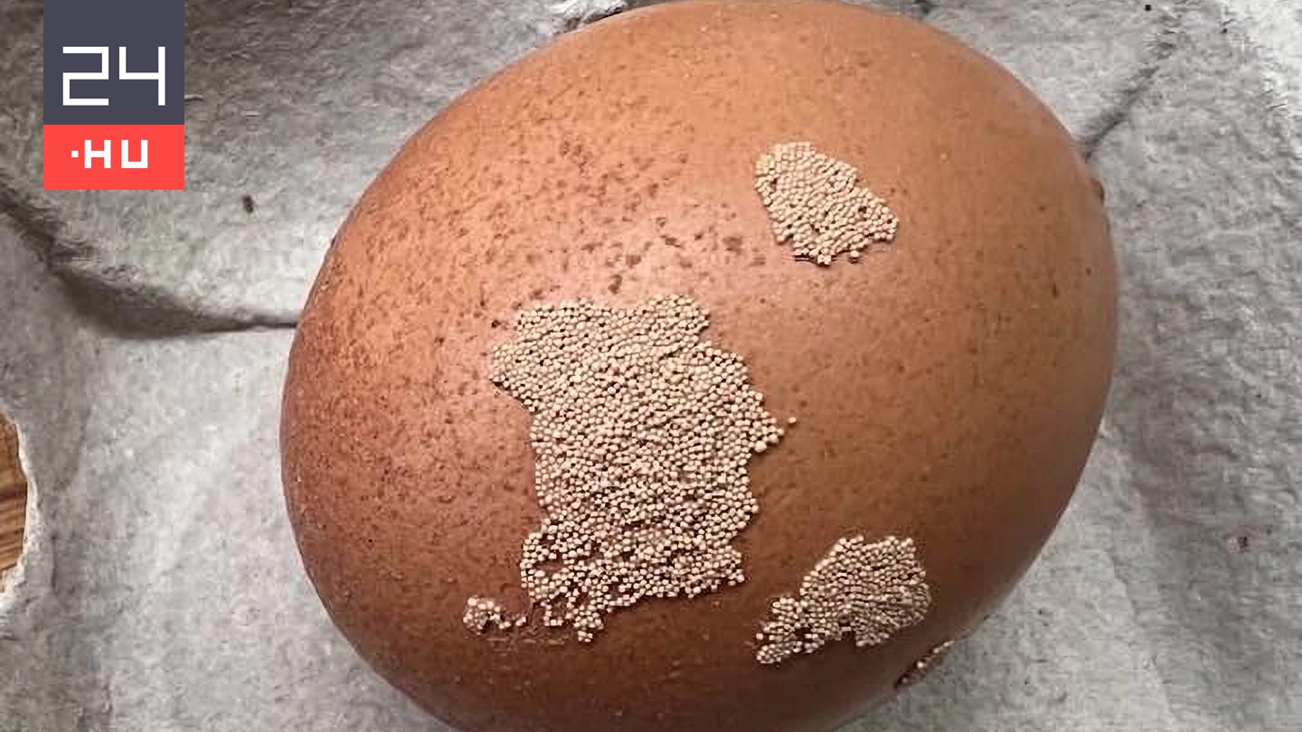 Mik ezek a furcsa, peteszerű képződmények a tojáson?