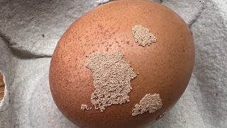 furcsa, peteszerű képződmények a tojáson.