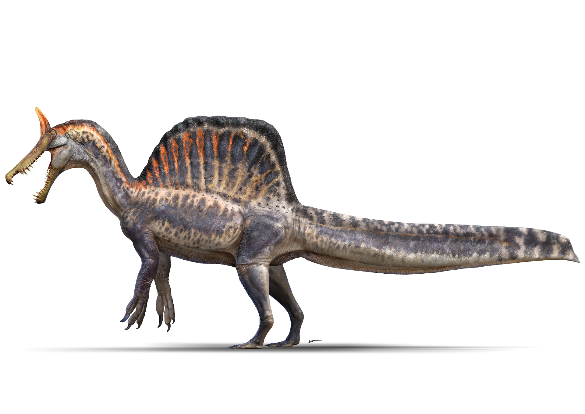 spinosaurus mirabilis rekonstrukciója