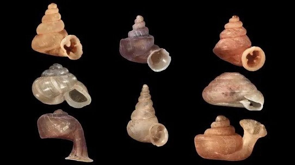 újonnan felfedezett csigafajok