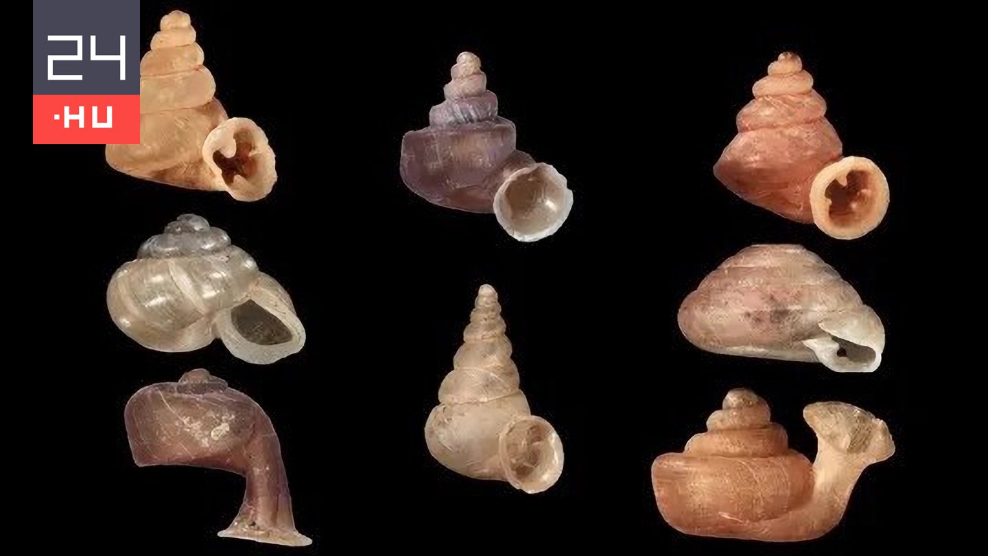 90 új állatfajt fedeztek fel magyar kutatók