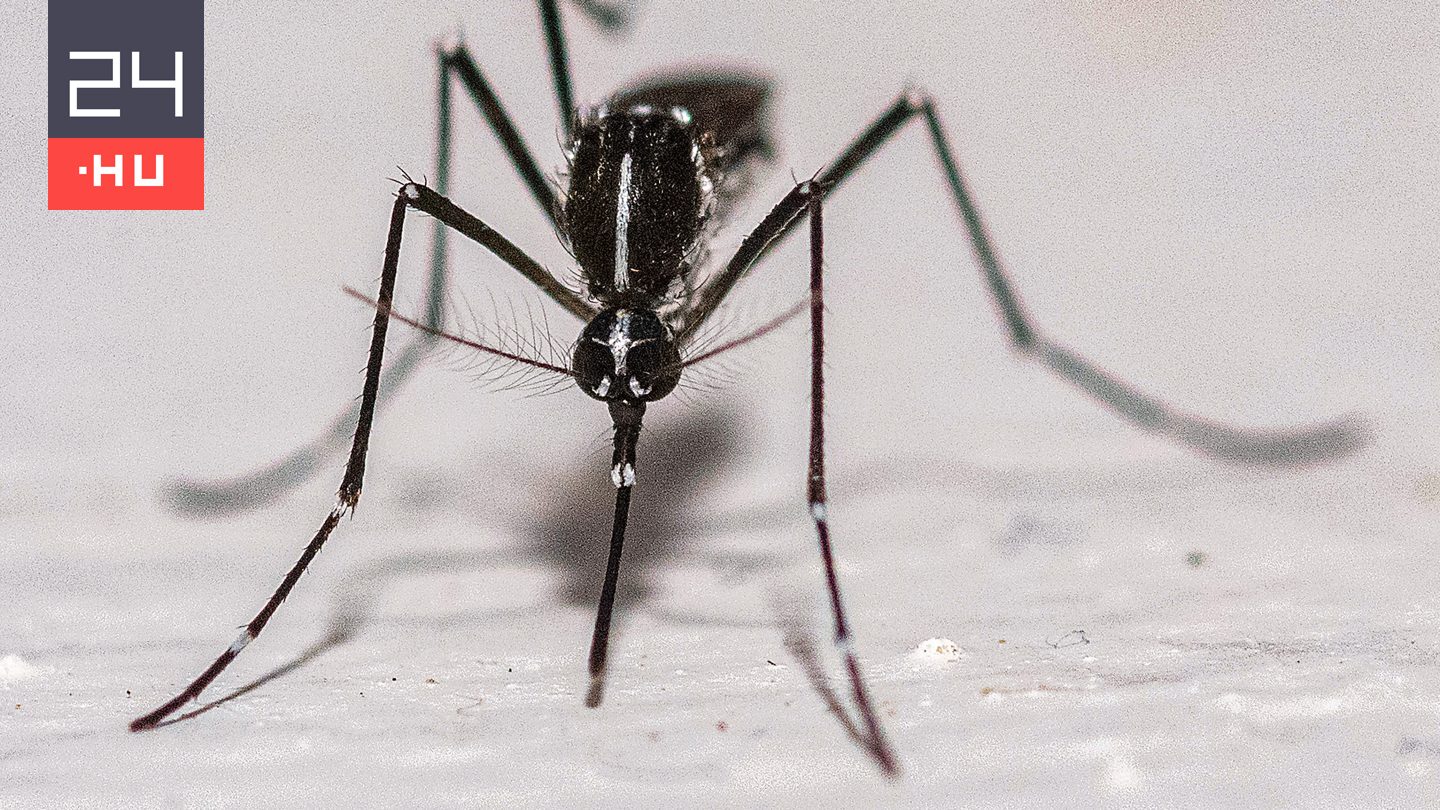 Felnőtt tigrisszúnyogokat azonosítottak Pécsen