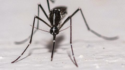 veszélyes betegségeket terjeszthet a tigrisszúnyog