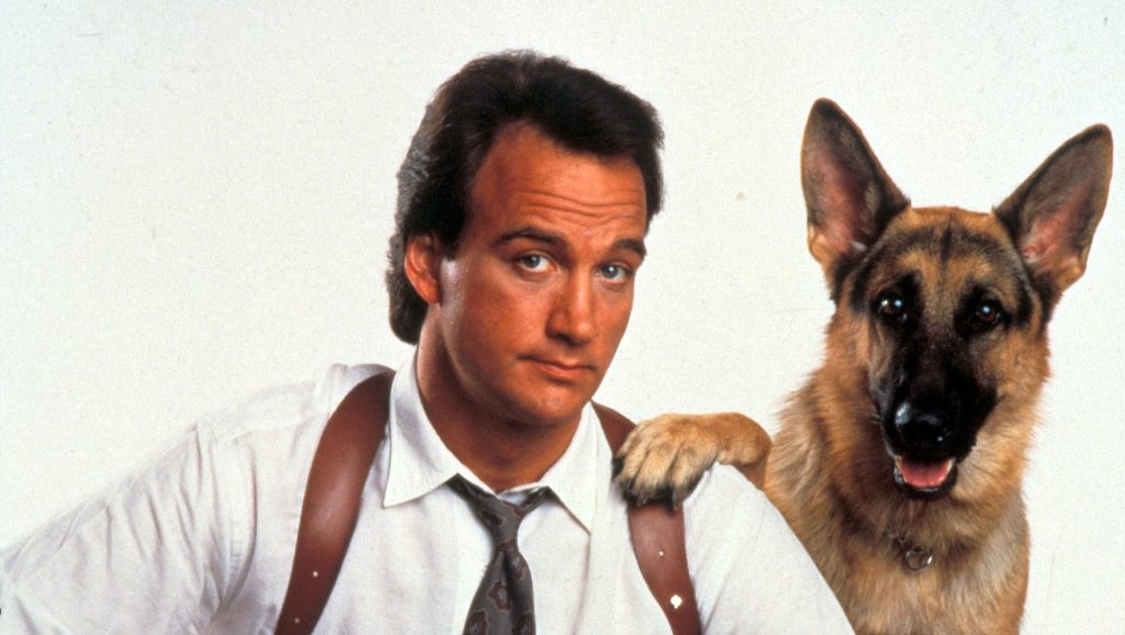 Jerry Lee vagy Rex felügyelő? Ez a híres filmes kutyákról szóló kvíz nem olyan egyszerű, mint hinnéd