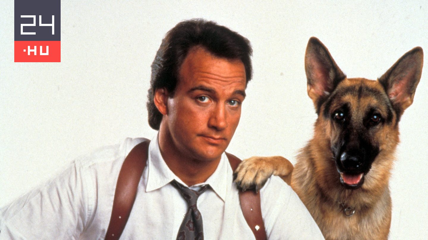 Jerry Lee vagy Rex felügyelő? Ez a híres filmes kutyákról szóló kvíz nem olyan egyszerű, mint hinnéd