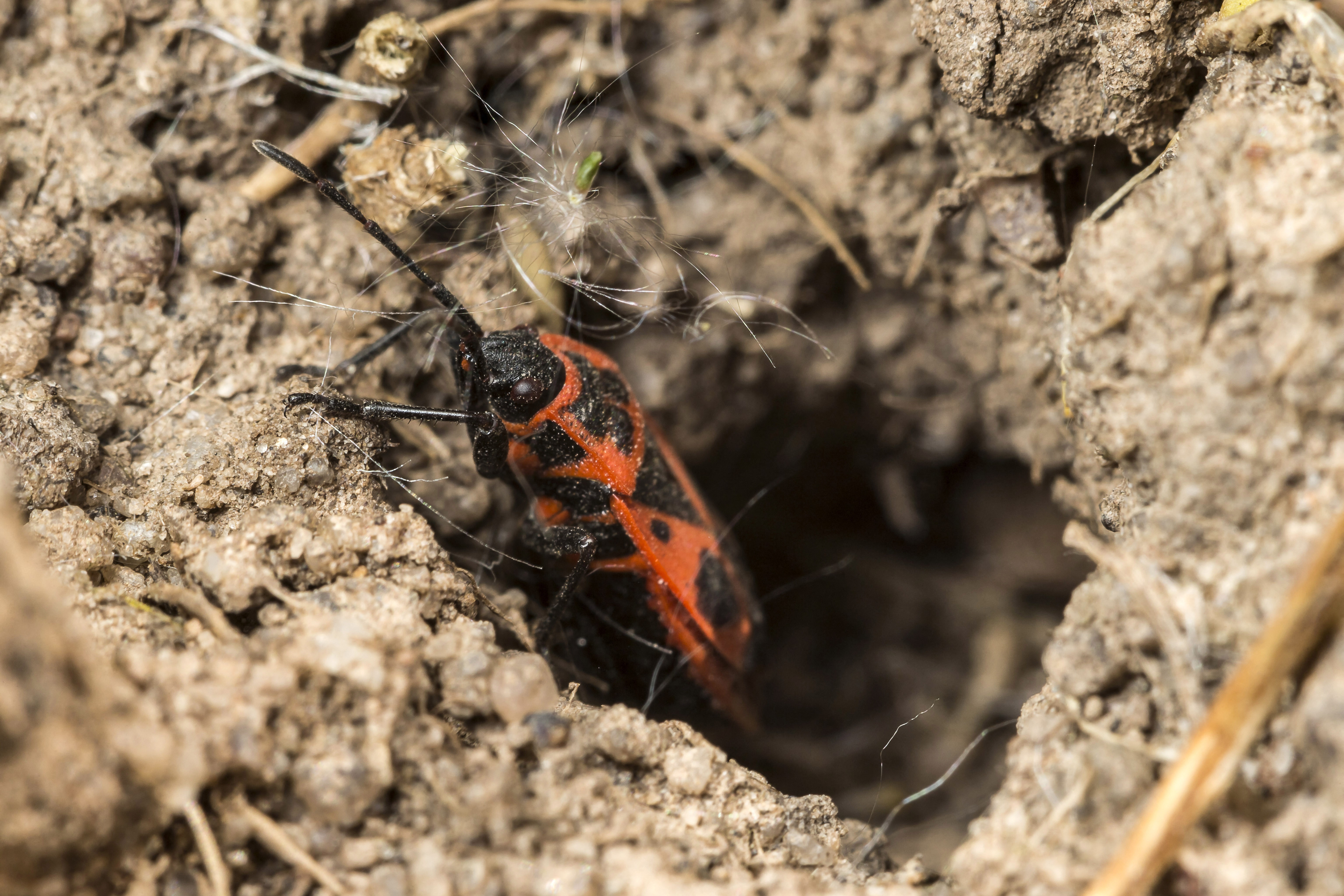 Előbújtak a verőköltő bodobácsok