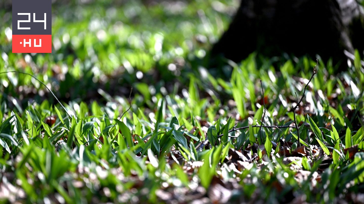 Indul a szezon: óvatosan a medvehagymával