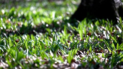 Kezdődik a medvehagyma szezonja.