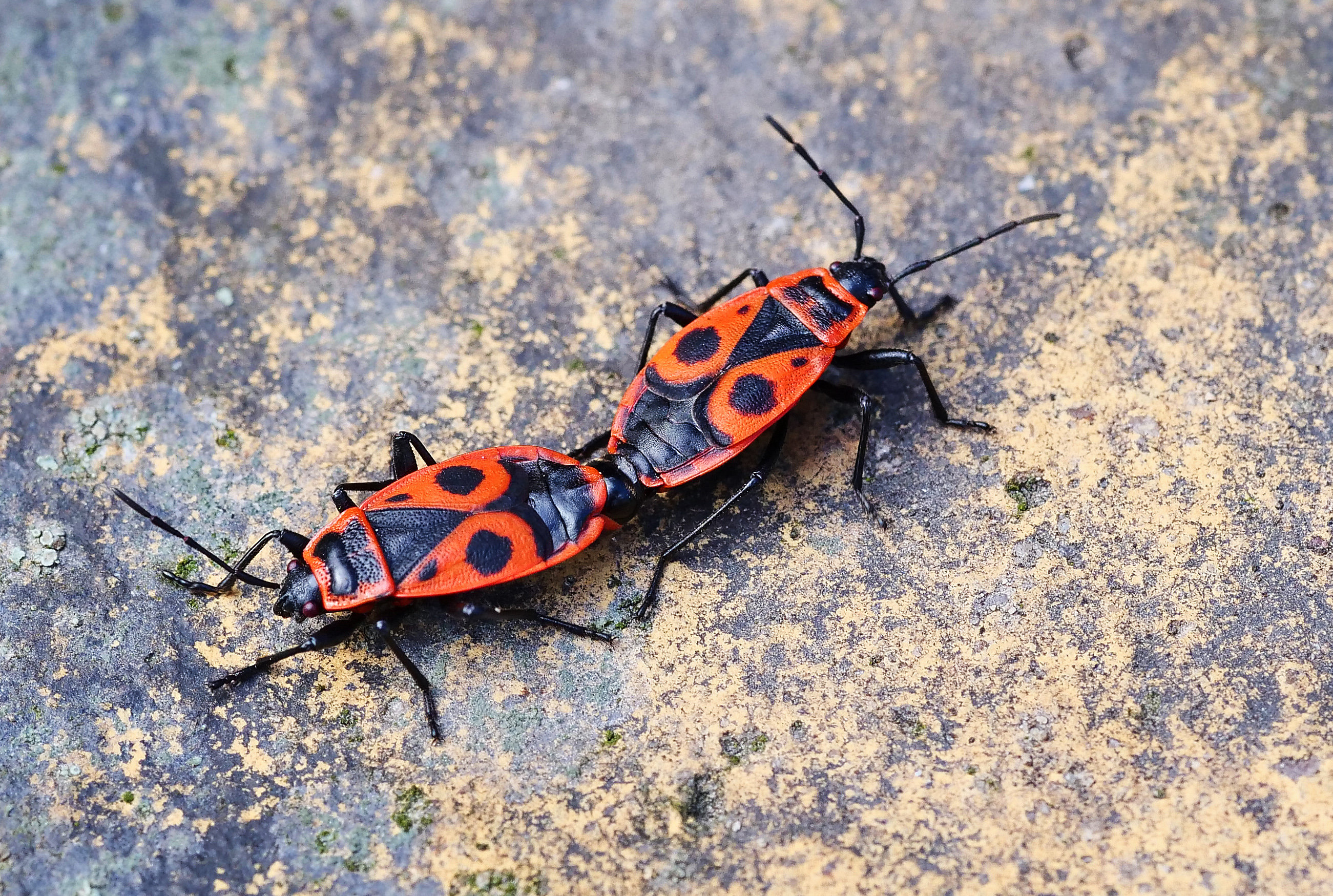 Előbújtak a verőköltő bodobácsok, és meg is kezdték a párzást