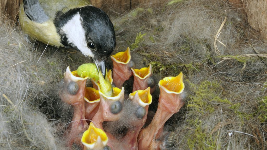 Itt a vége: halálos lehet a madáretetés áprilistól