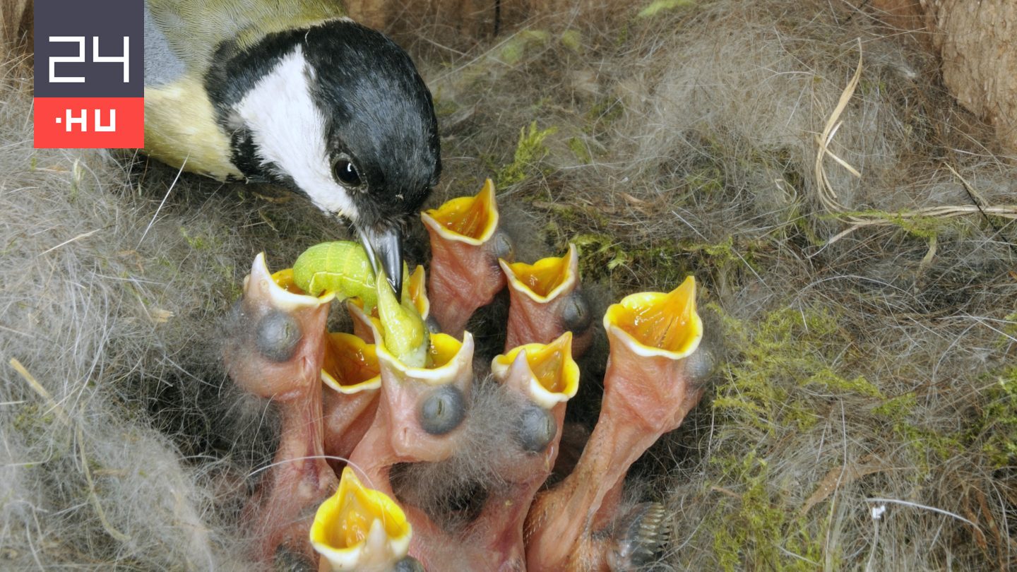 Itt a vége: halálos lehet a madáretetés áprilistól