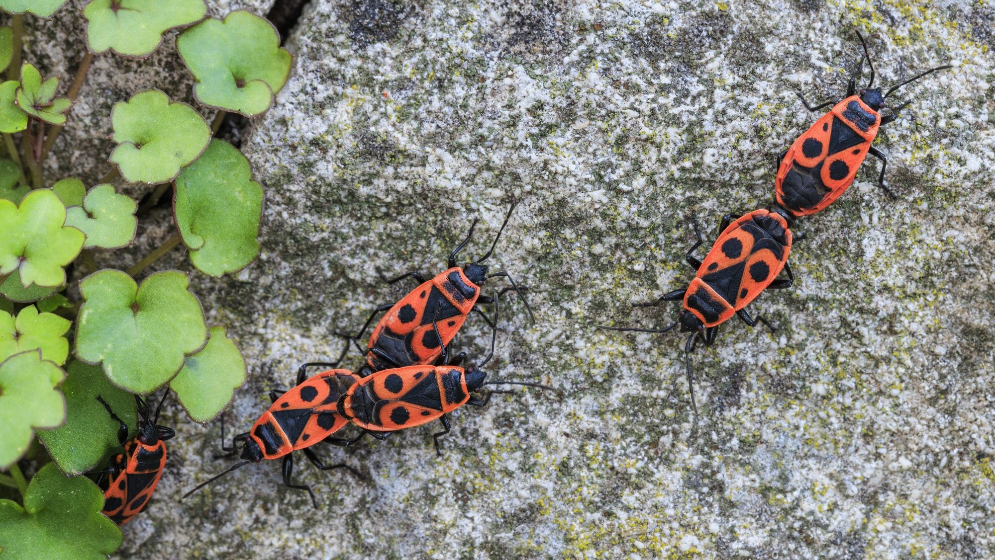 Előbújtak a verőköltő bodobácsok, és meg is kezdték a párzást