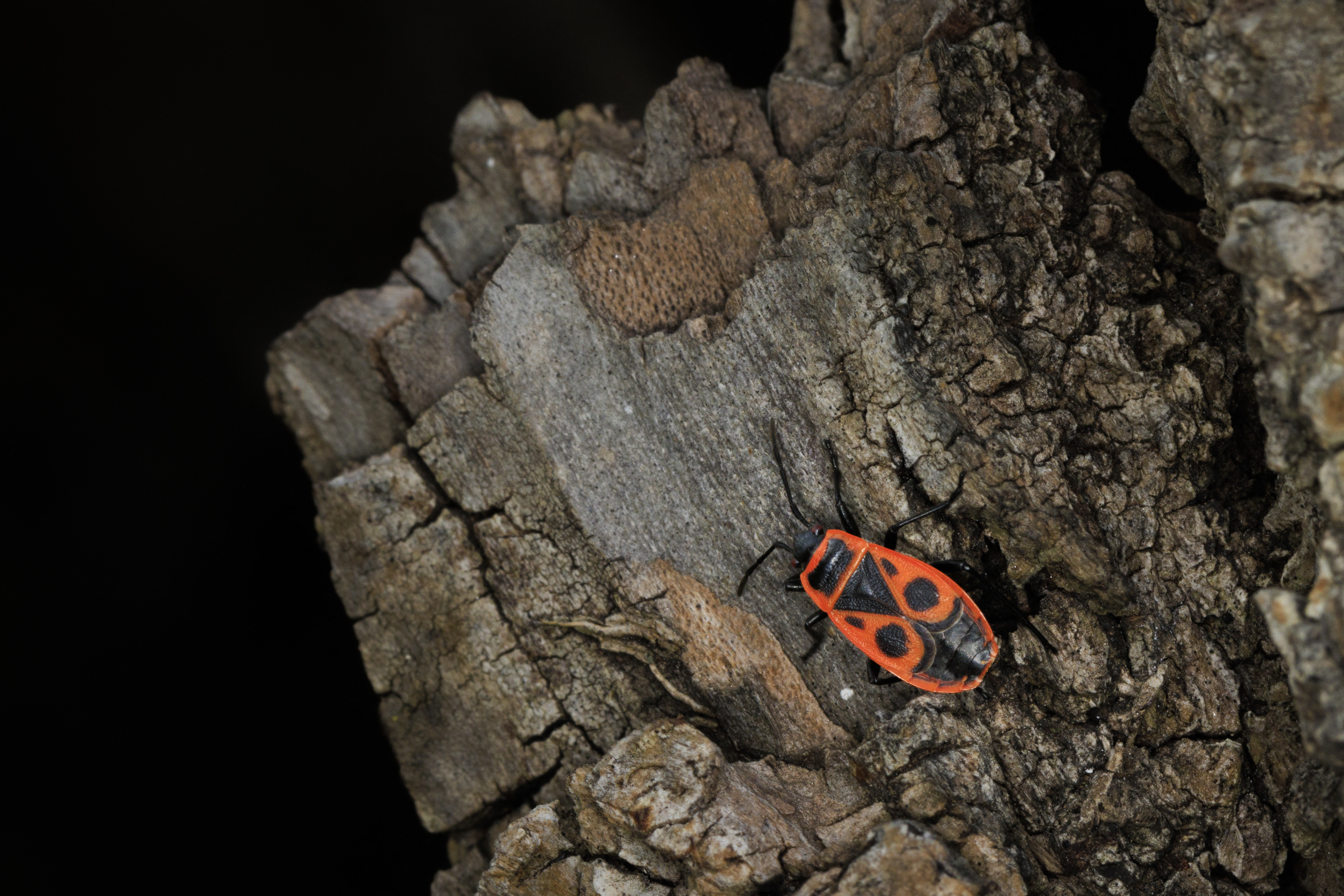 Előbújtak a verőköltő bodobácsok