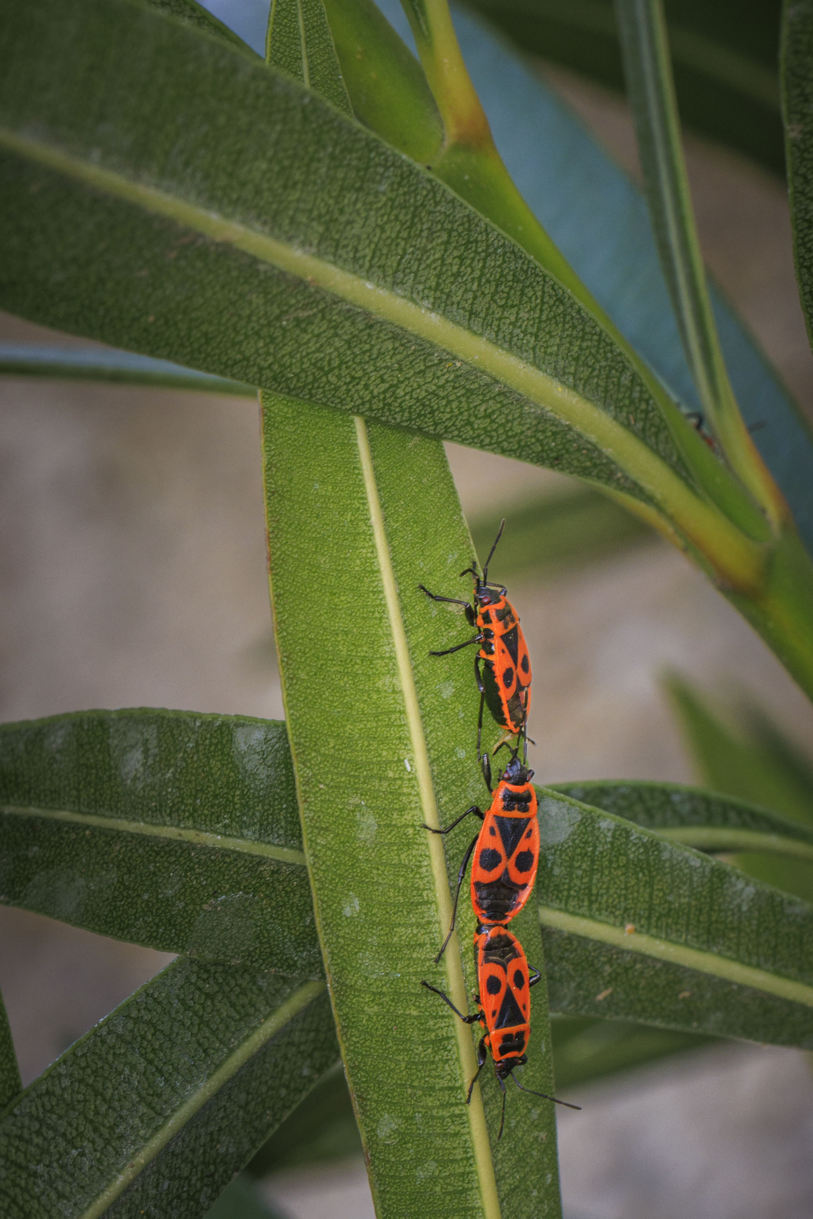 Előbújtak a verőköltő bodobácsok, és meg is kezdték a párzást