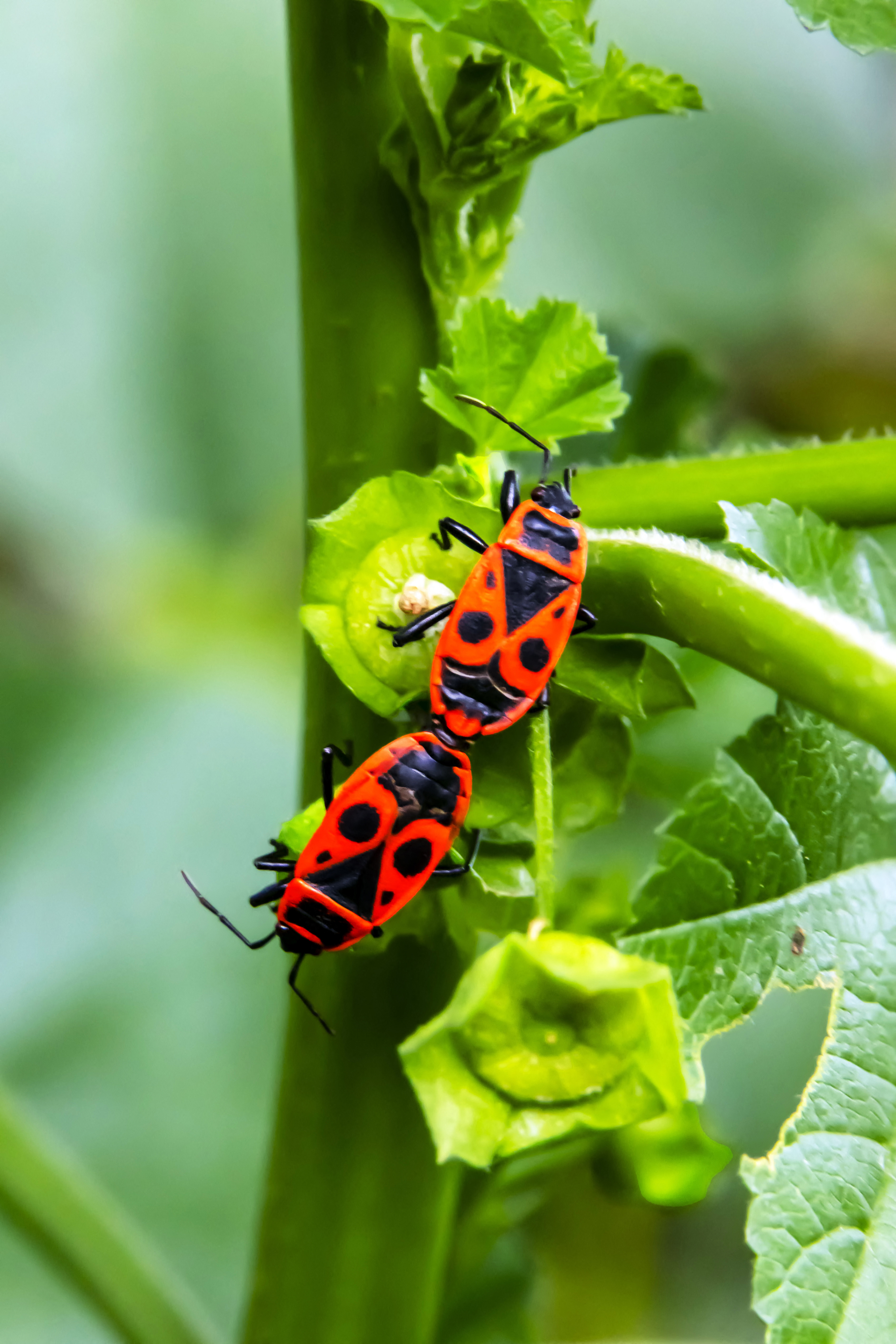 Előbújtak a verőköltő bodobácsok, és meg is kezdték a párzást