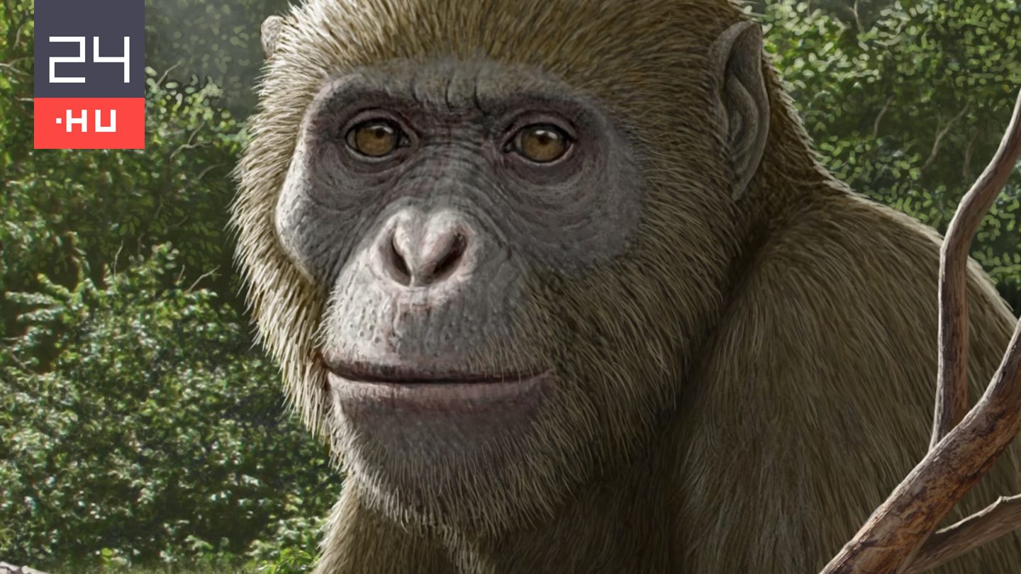 Az emberszabásúak legközelebbi közös ősét fedezhették fel