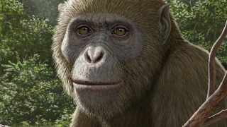 A Masripithecus moghraensis rekonstrukciója.