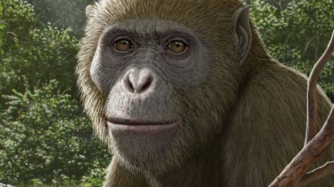 A Masripithecus moghraensis rekonstrukciója.