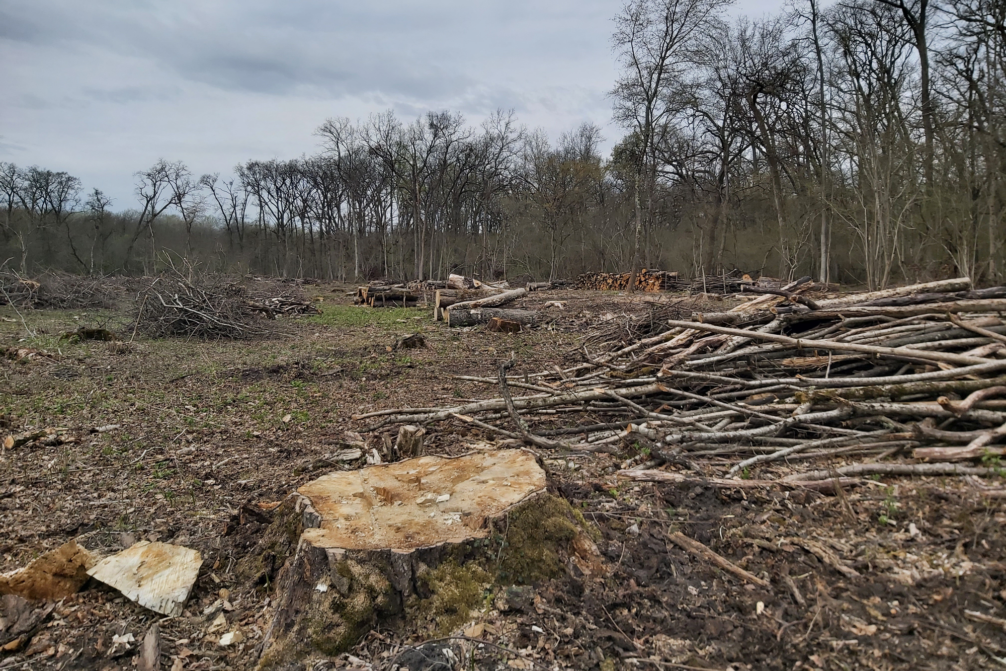 Tarvágás Natura 2000 területen, Fényi-erdő, 2025.