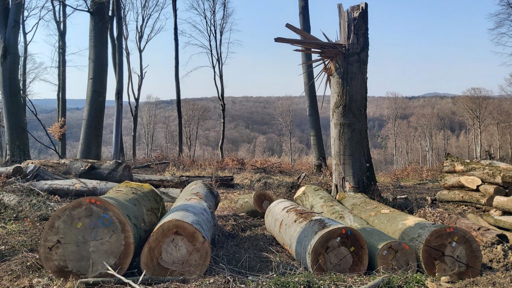 Védett erdőkkel fűtünk Magyarországon