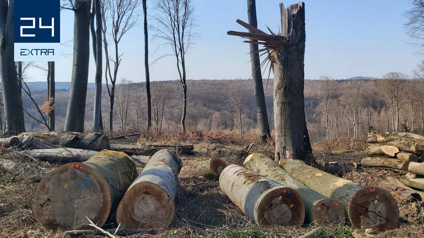 Védett erdőkkel fűtünk Magyarországon