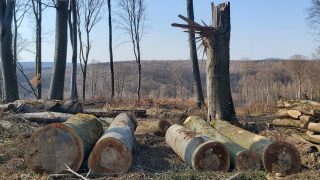 Elszállításra váró faanyag védett természeti területen, Magas-Bakony TK, 2026.