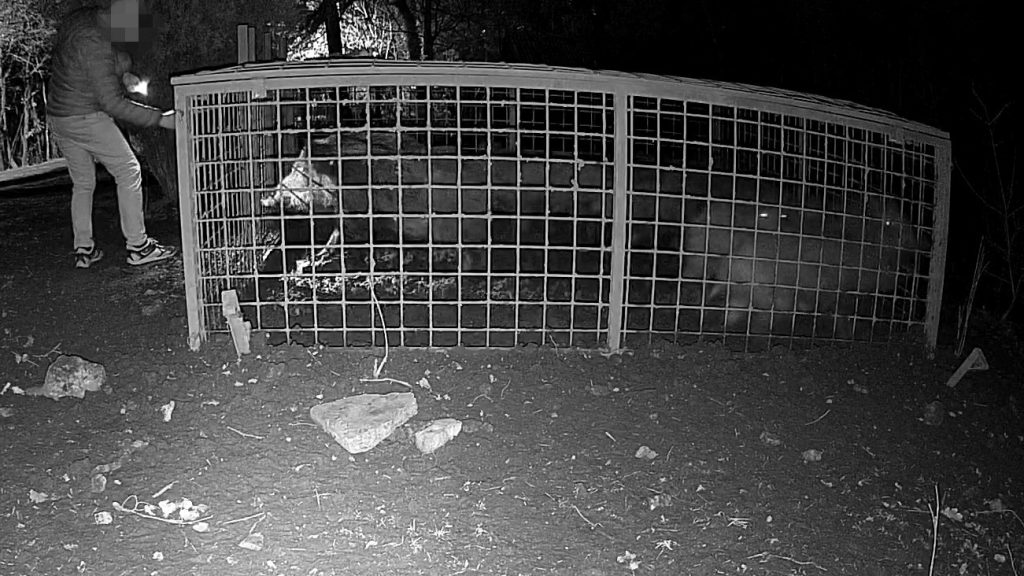 Egy vadkamera rögzítette, ahogy ismeretlenek szabadon engednek tíz vaddisznót egy ketrecből a XII. kerületben