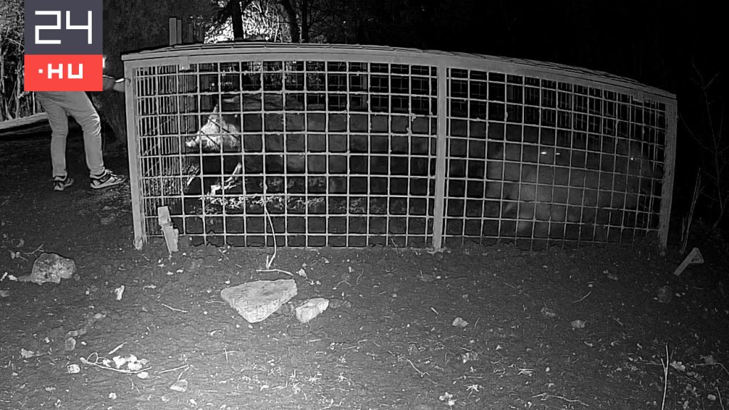 Egy vadkamera rögzítette, ahogy ismeretlenek szabadon engednek tíz vaddisznót egy ketrecből a XII. kerületben