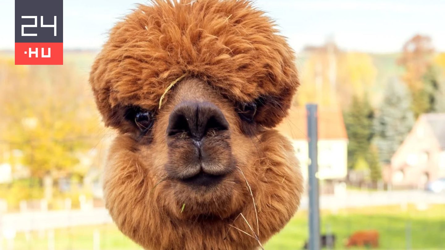 Négy alpakatetemet találtak a sárpentelei parkerdőnél