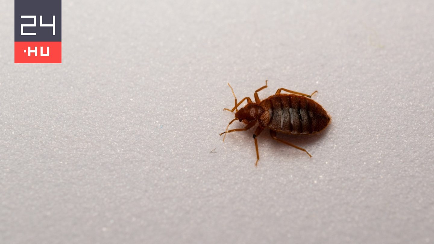 Véletlenül fedezték fel az ágyi poloskák gyenge pontját