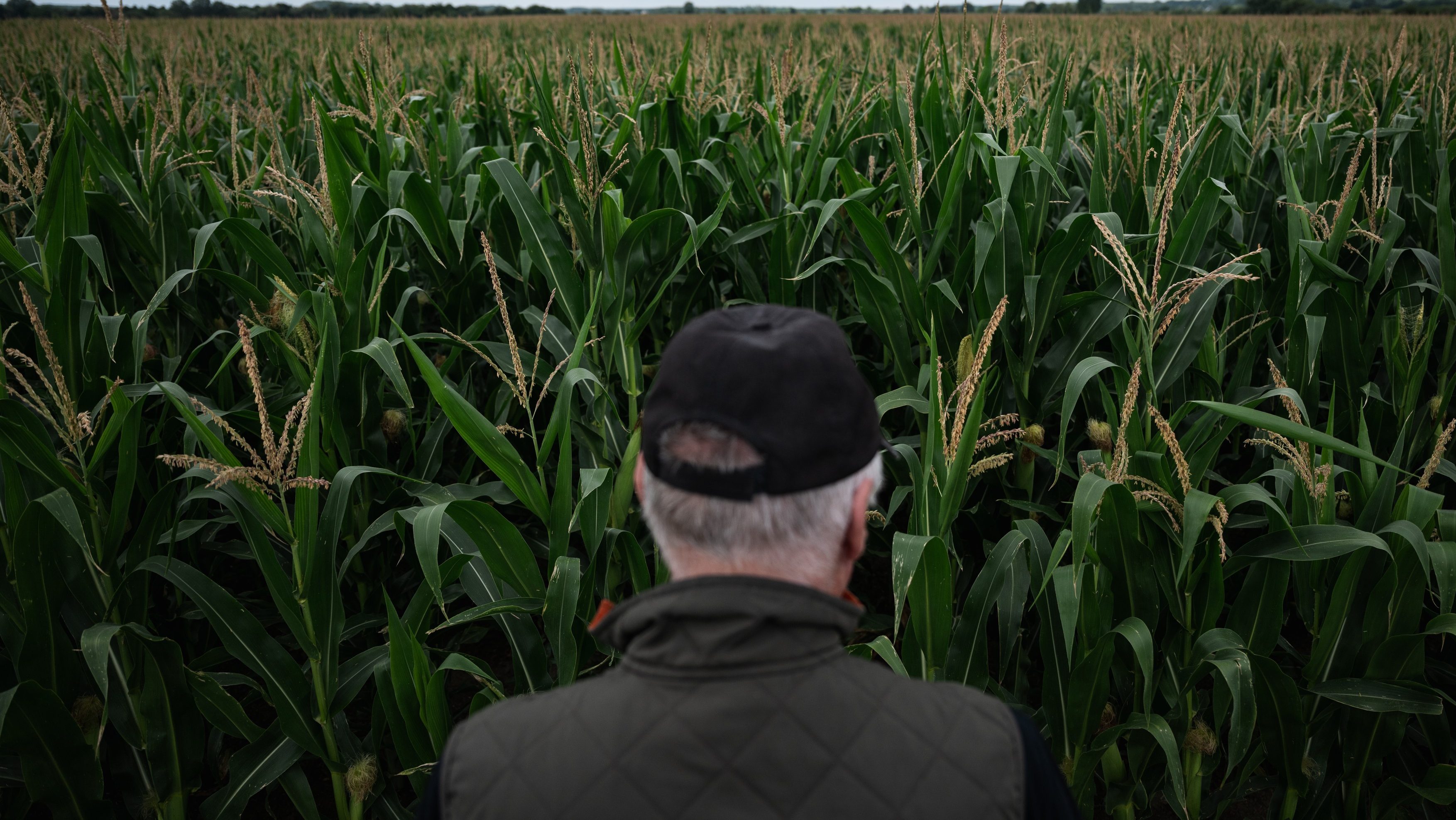 Aszálykárok Magyarországon 2025 júliusában.