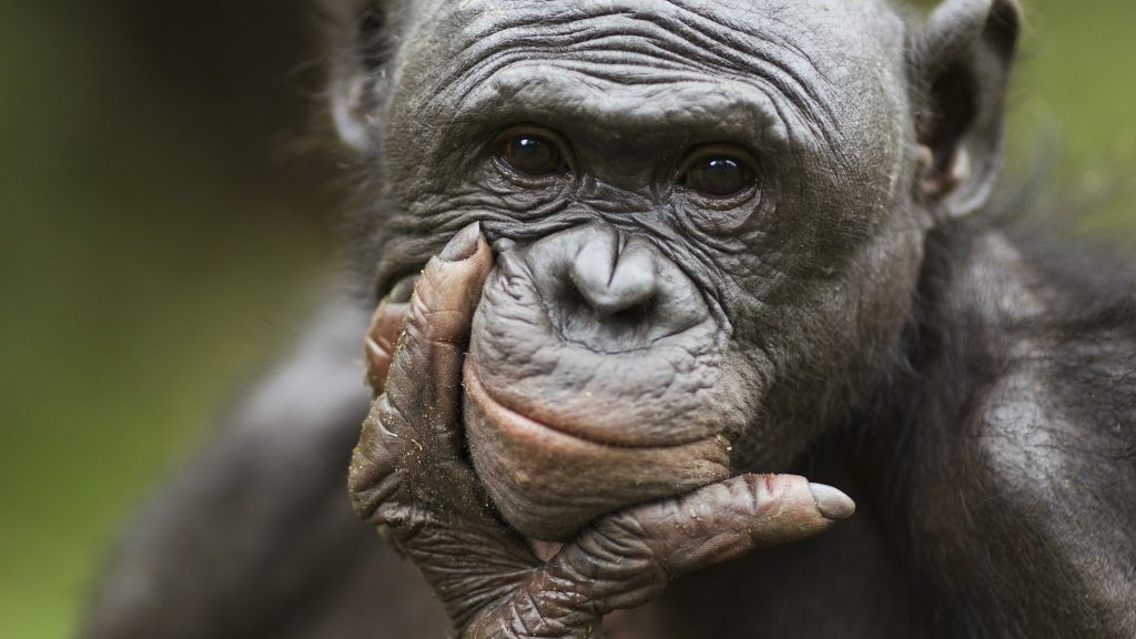 Tényleg annyira barátságosak lennének a bonobók?