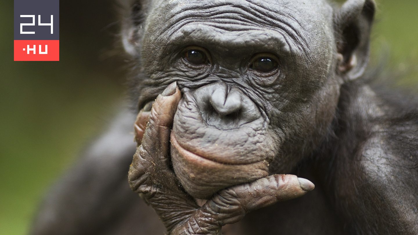 Tényleg annyira barátságosak lennének a bonobók?