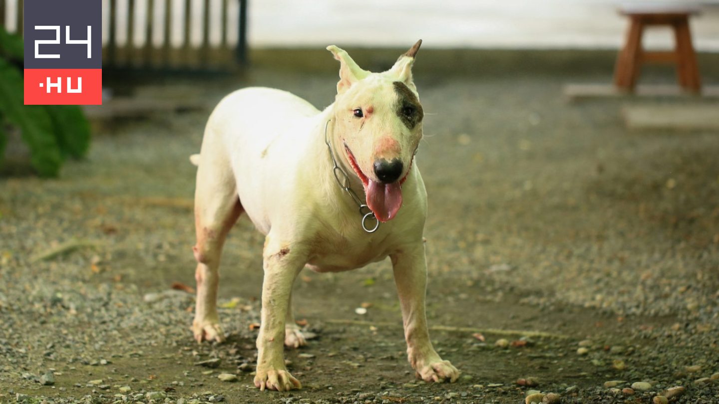 Lényegesen súlyosabb büntetést kértek a férfira, akinek a megvadult bullterrier kutyái halálra marcangoltak egy gyalogost