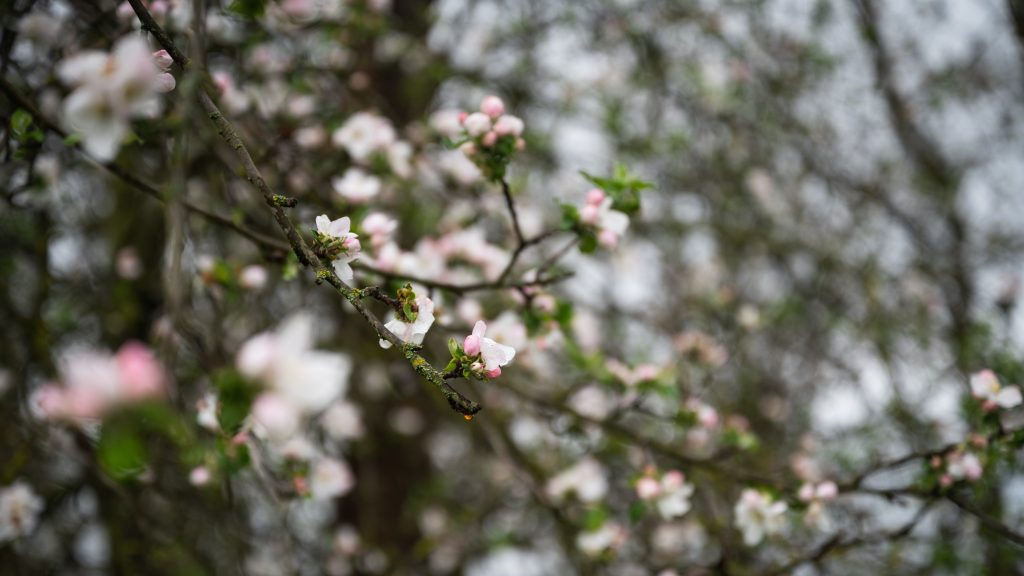 Drasztikus fordulat jön az időjárásban, a napsütést viharos szél és hó válthatja