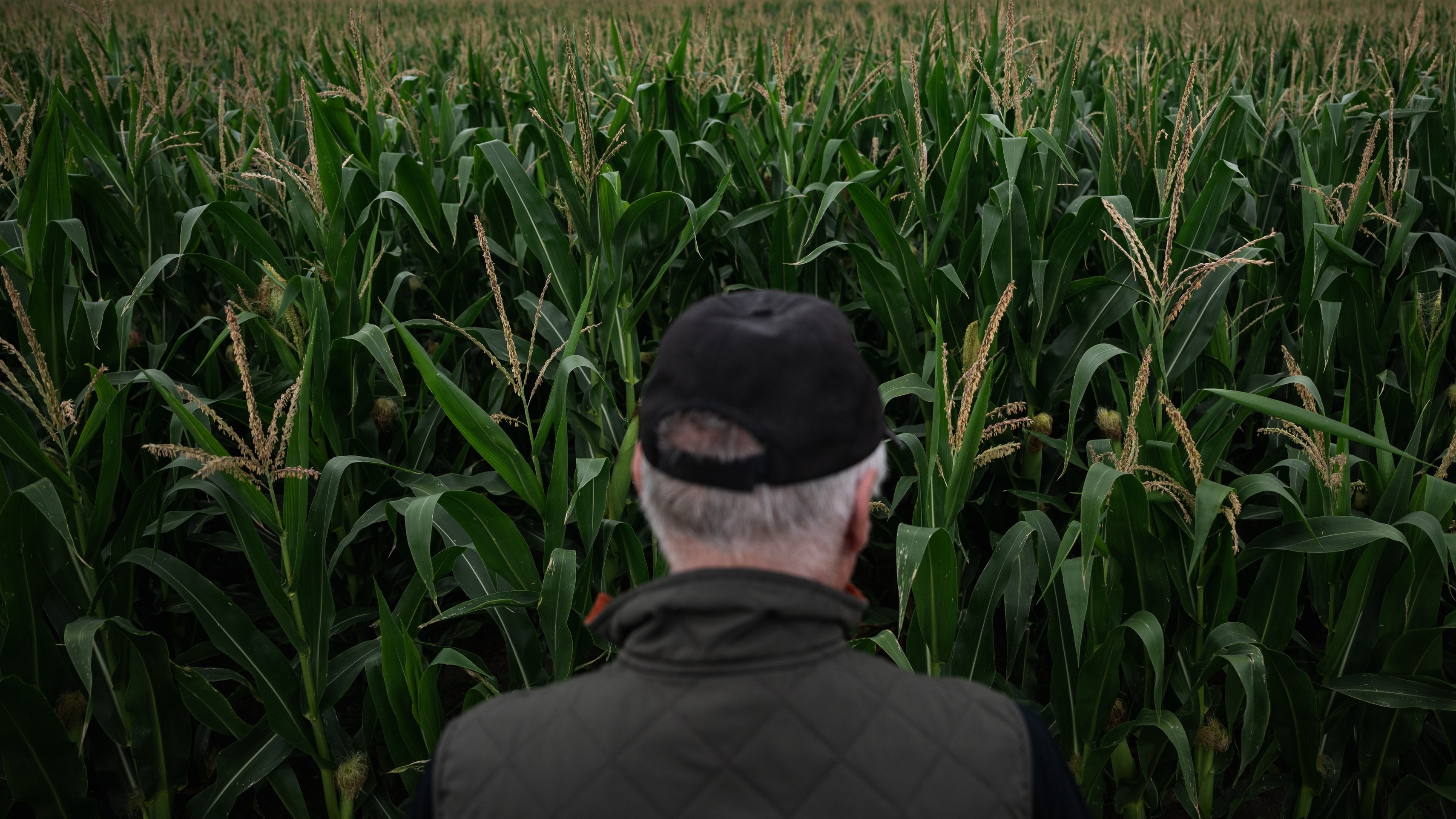 Aszálykárok Magyarországon 2025 júliusában.